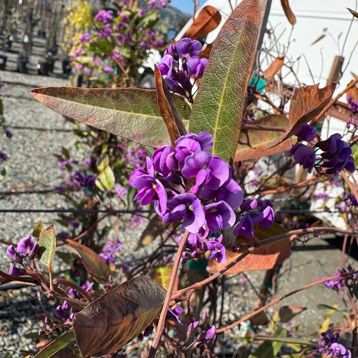 Happy Wanderer Lilac Vine
