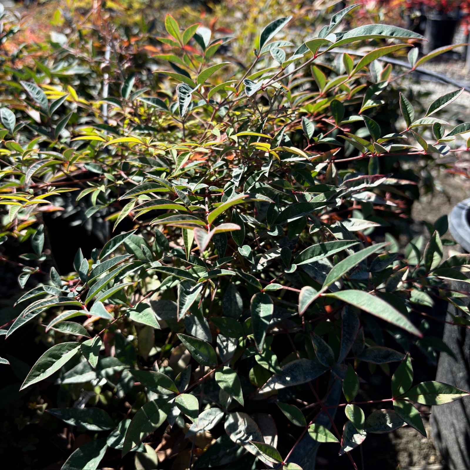 Close-up of a Harbour Dwarf Nandina bush with green leaves in a natural setting