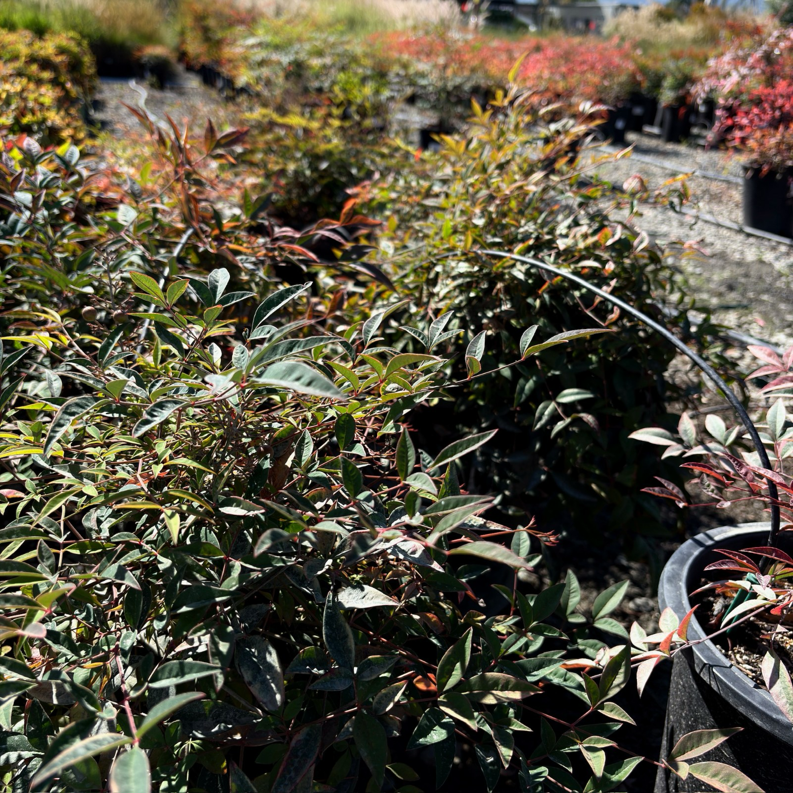 Garden scene with Harbour Dwarf Nandina  and shrubs in a nursery setting