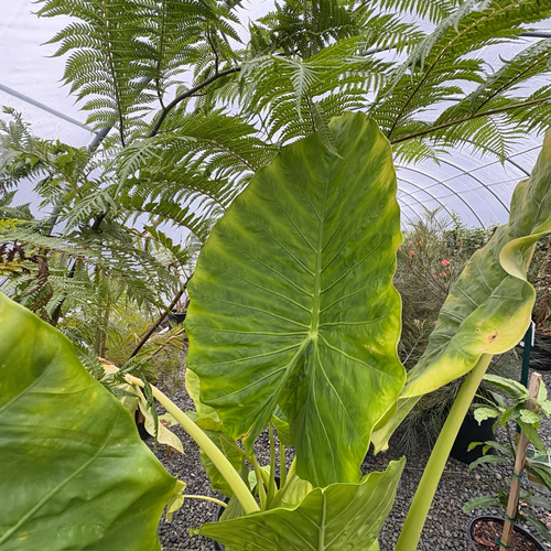 elephant ear plant itchy hands Hardy Elephant's Ear