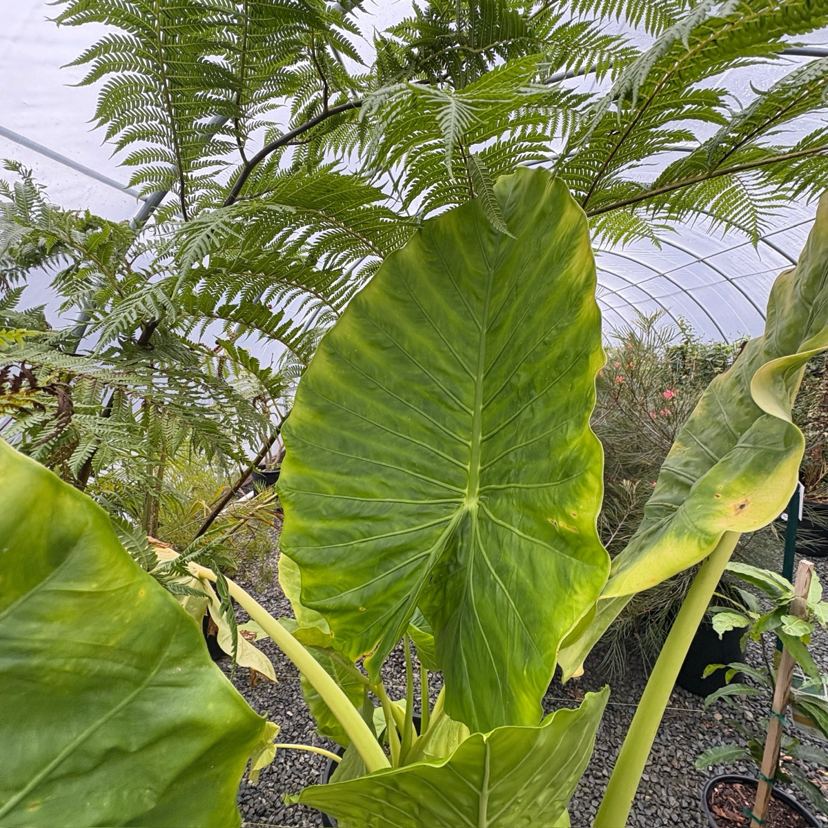 Hardy Elephant's Ear