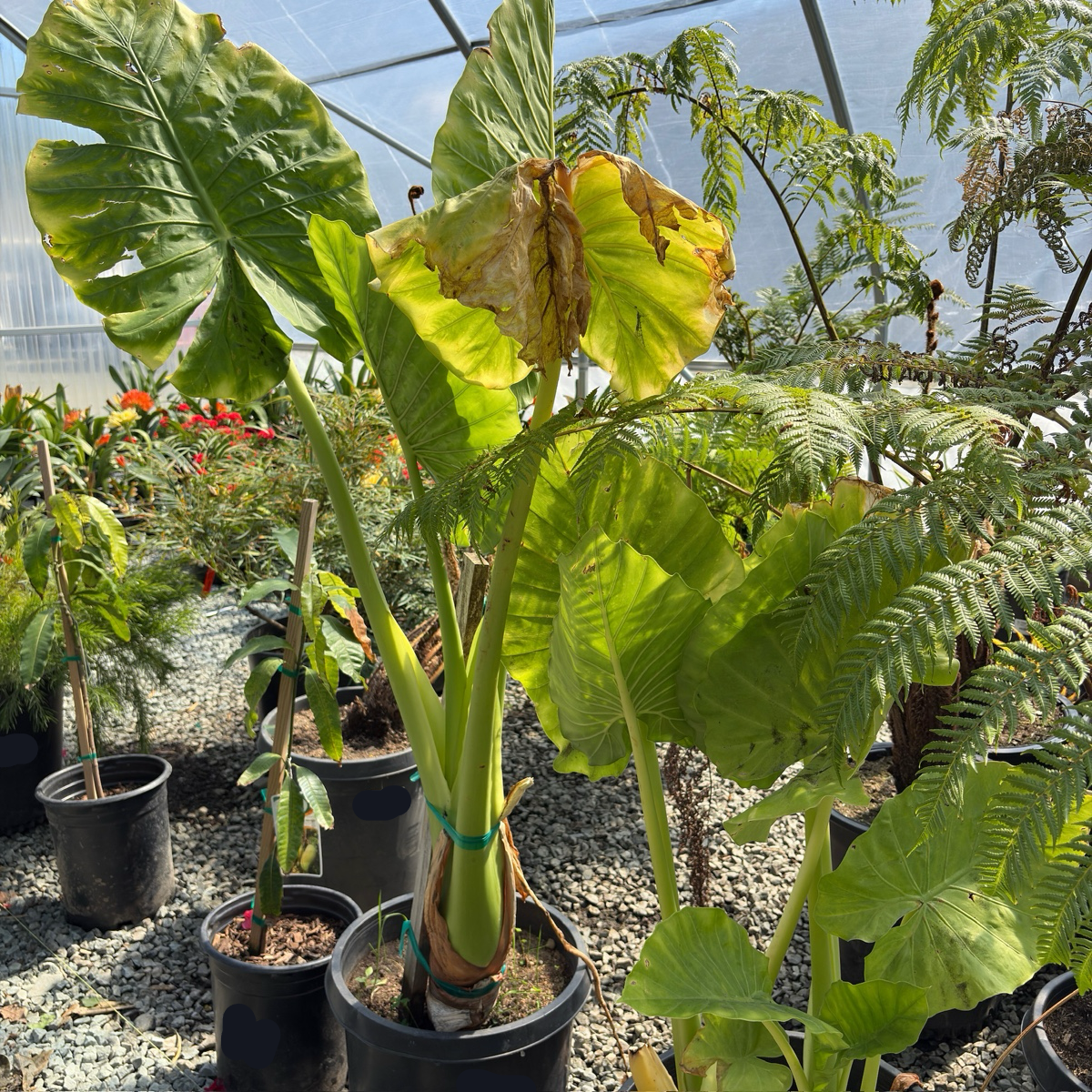 elephant ear plant growing a stock Hardy Elephant's Ear