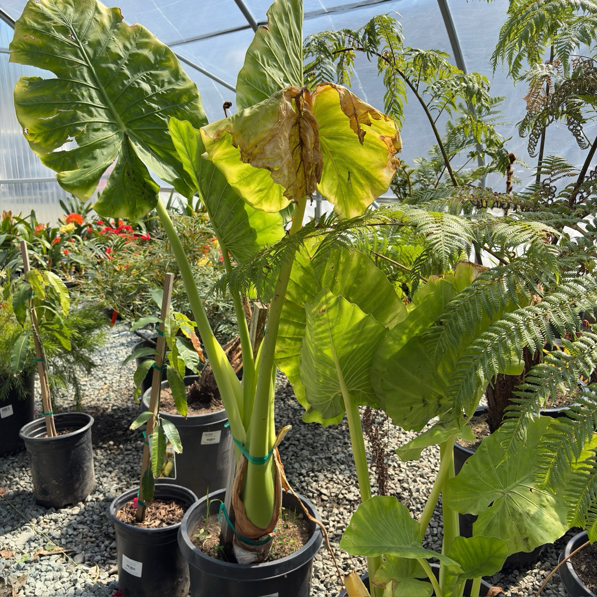 Hardy Elephant's Ear