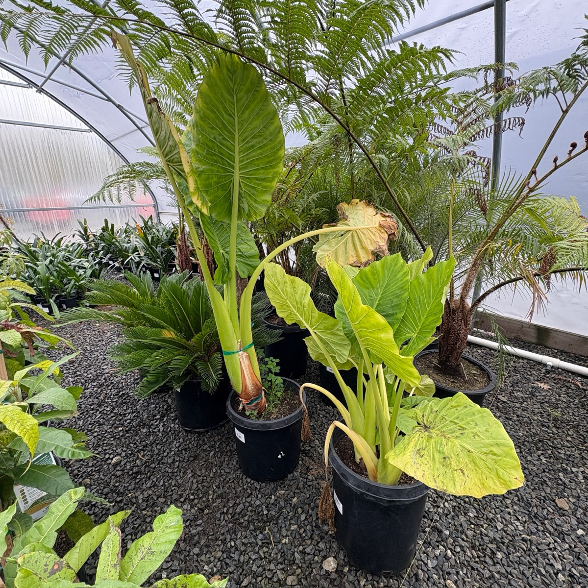 Hardy Elephant's Ear