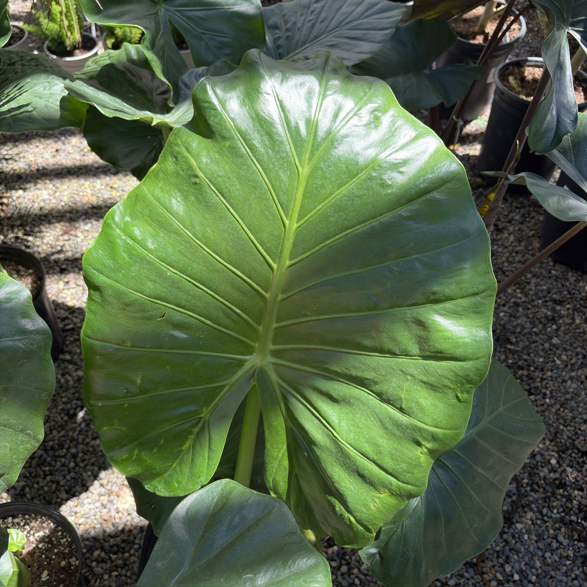 polar green elephant ear plant Hardy Elephant's Ear