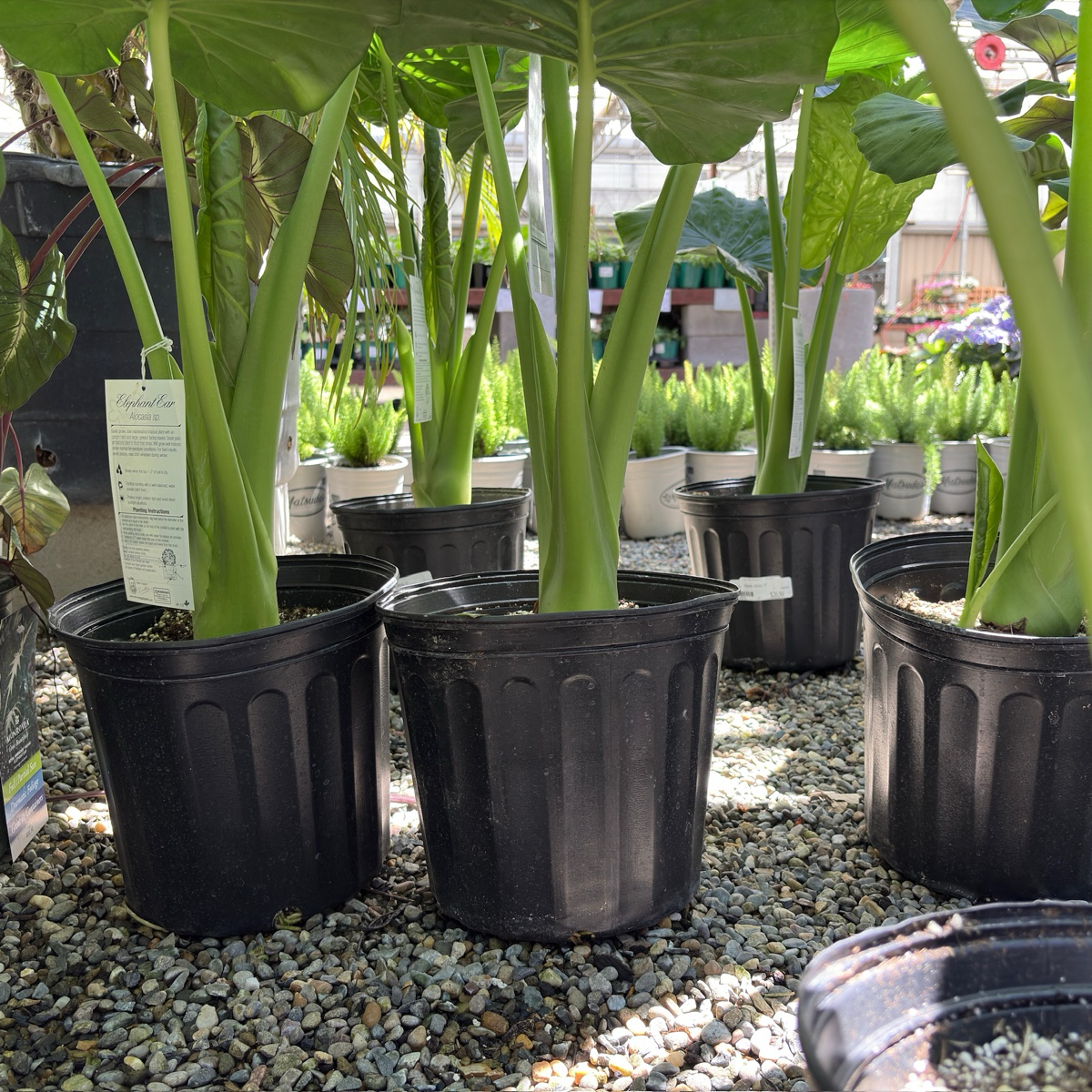 Hardy Elephant's Ear