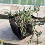 Hardy ice plant, Delosperma cooperi in 4"  pot