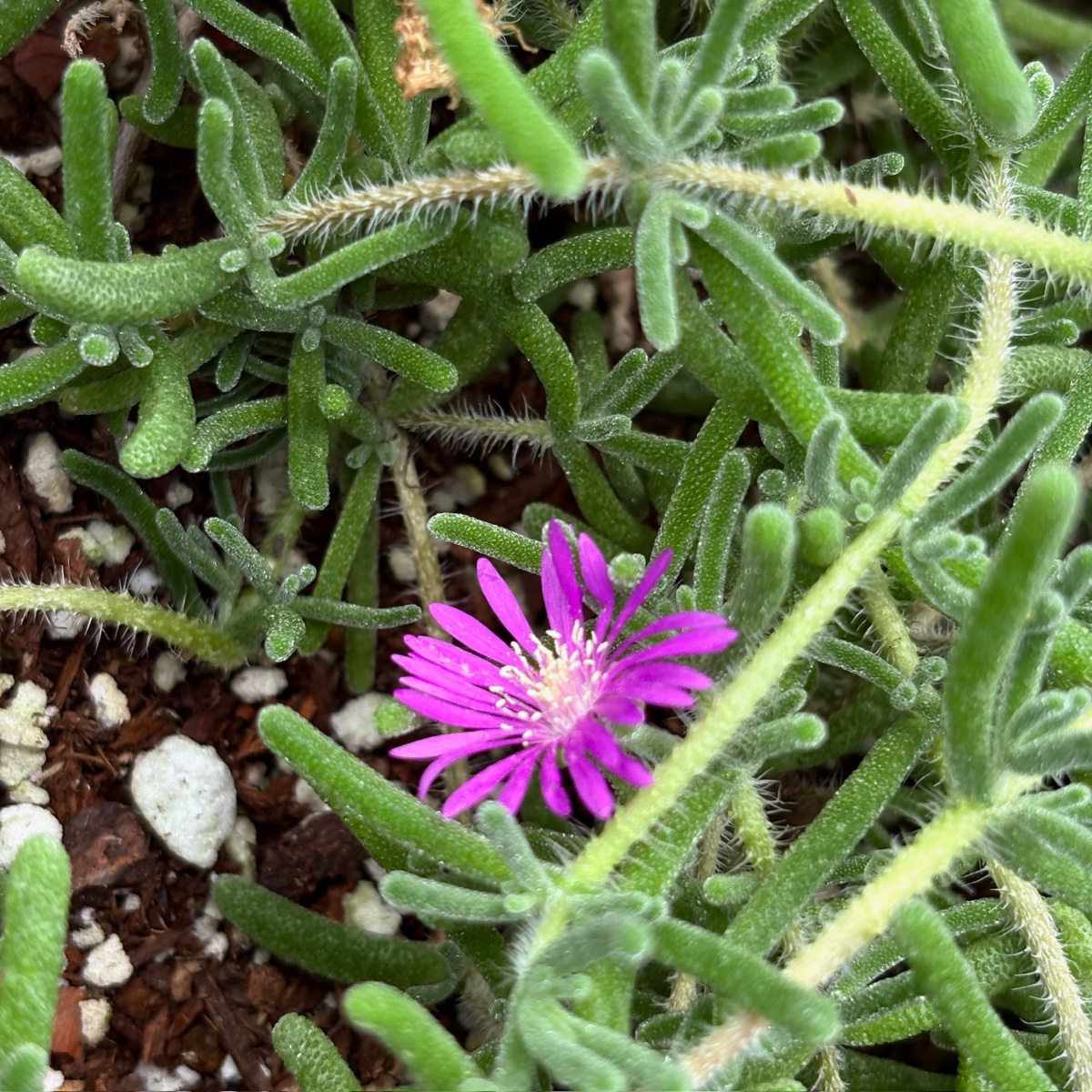 ice plant succulent ground cover Hardy Ice Plant