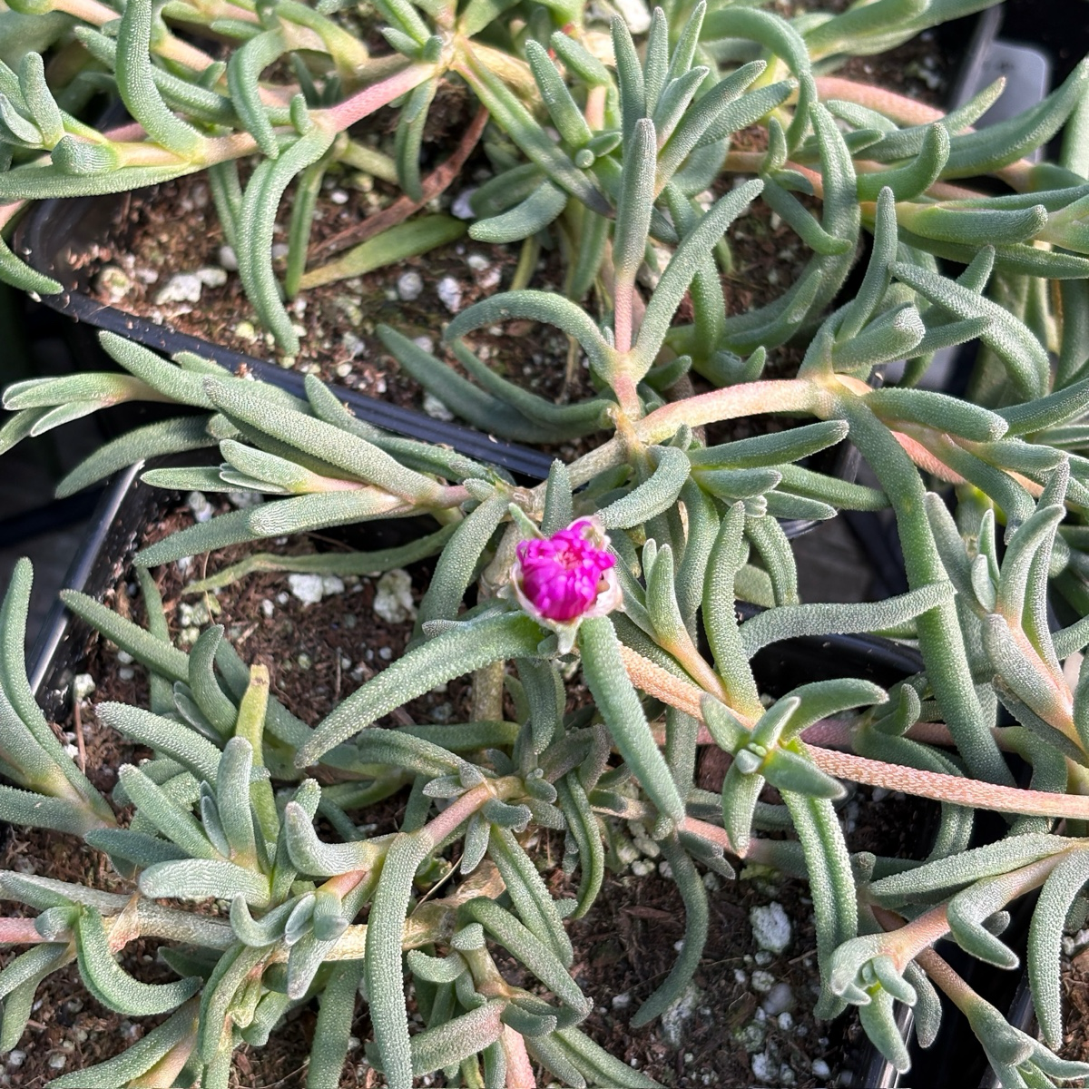 Hardy Ice Plant