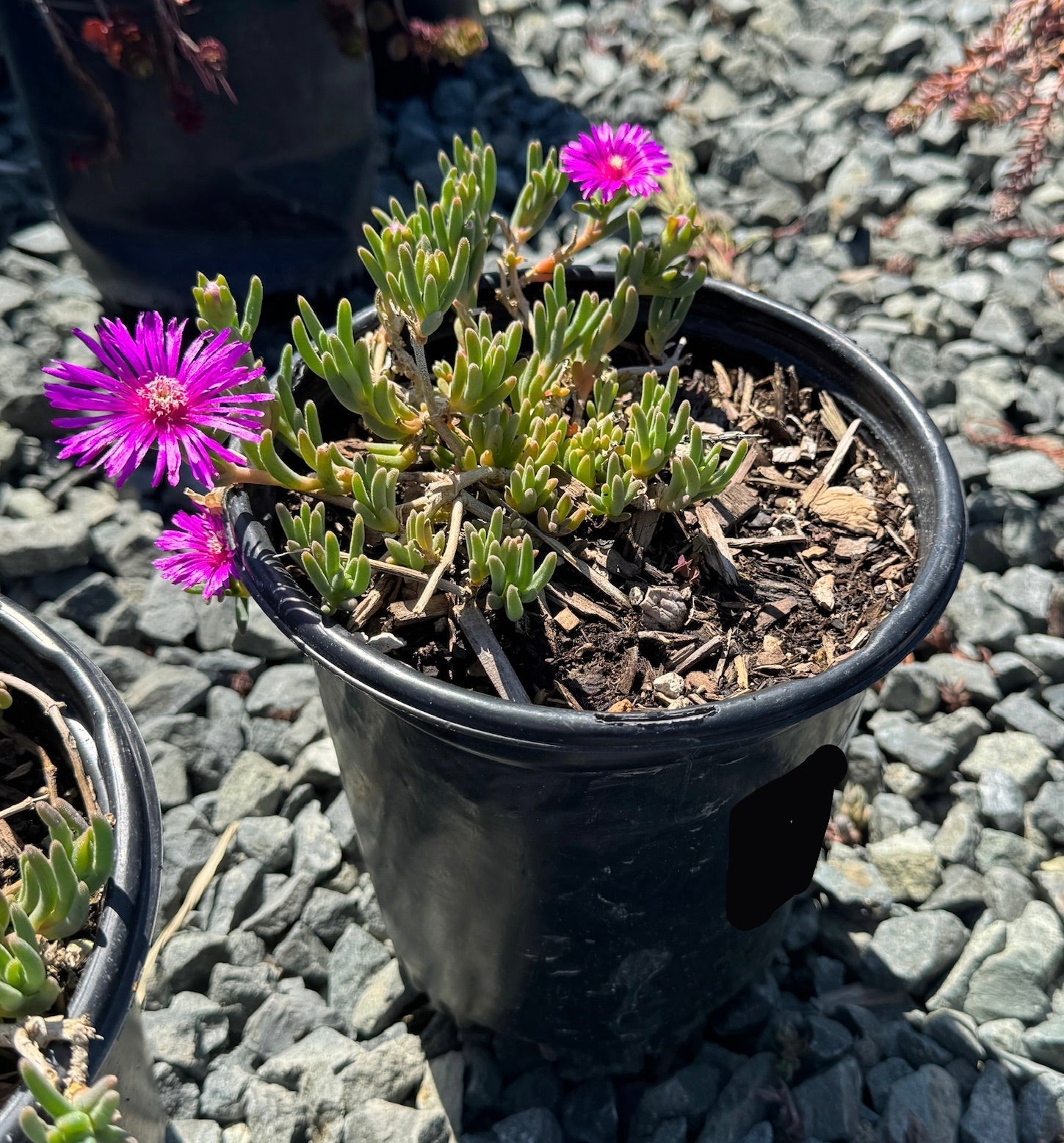 Hardy Ice Plant | Neon Pink Flowering Ground Cover – Victory Nursery