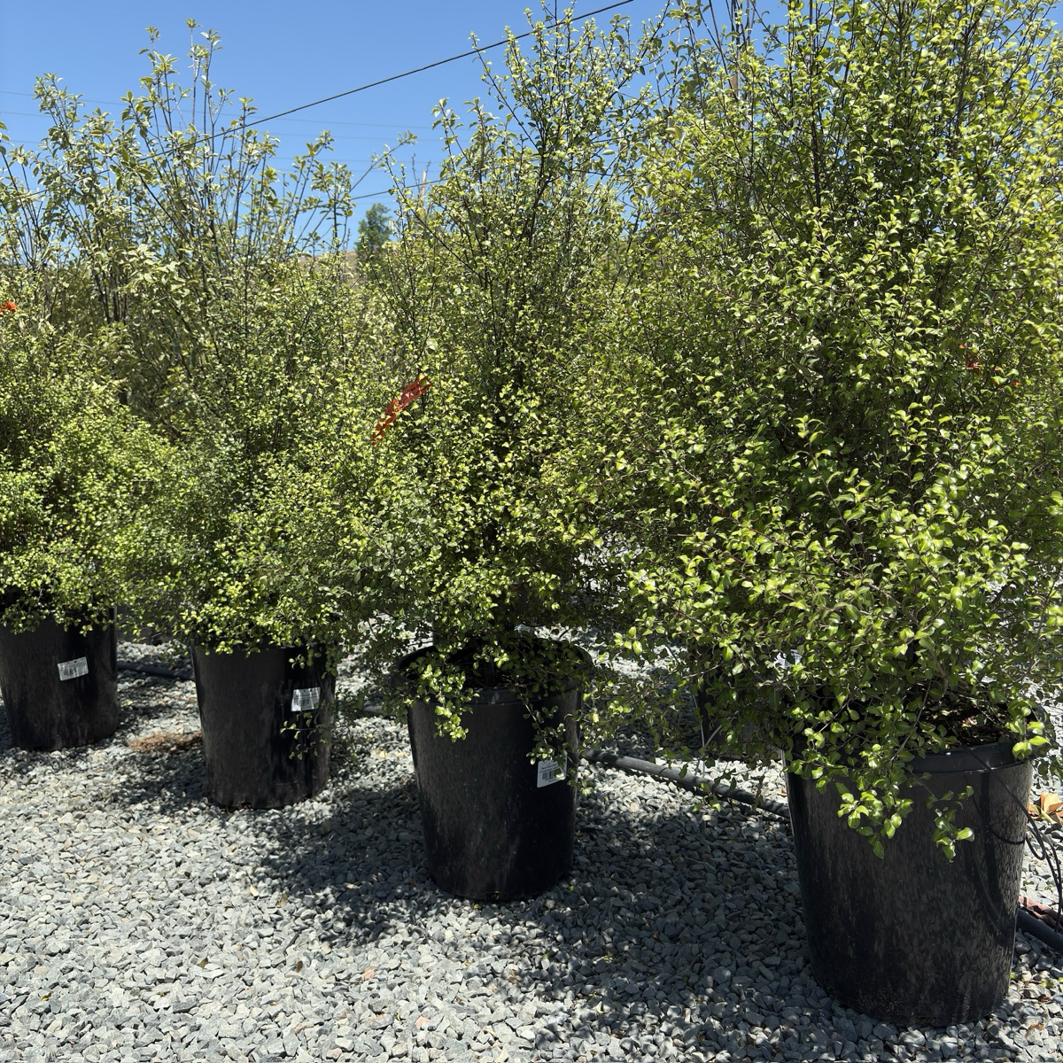 Harley Botanica Kohuhu