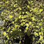 Harley Botanica Kohuhu
