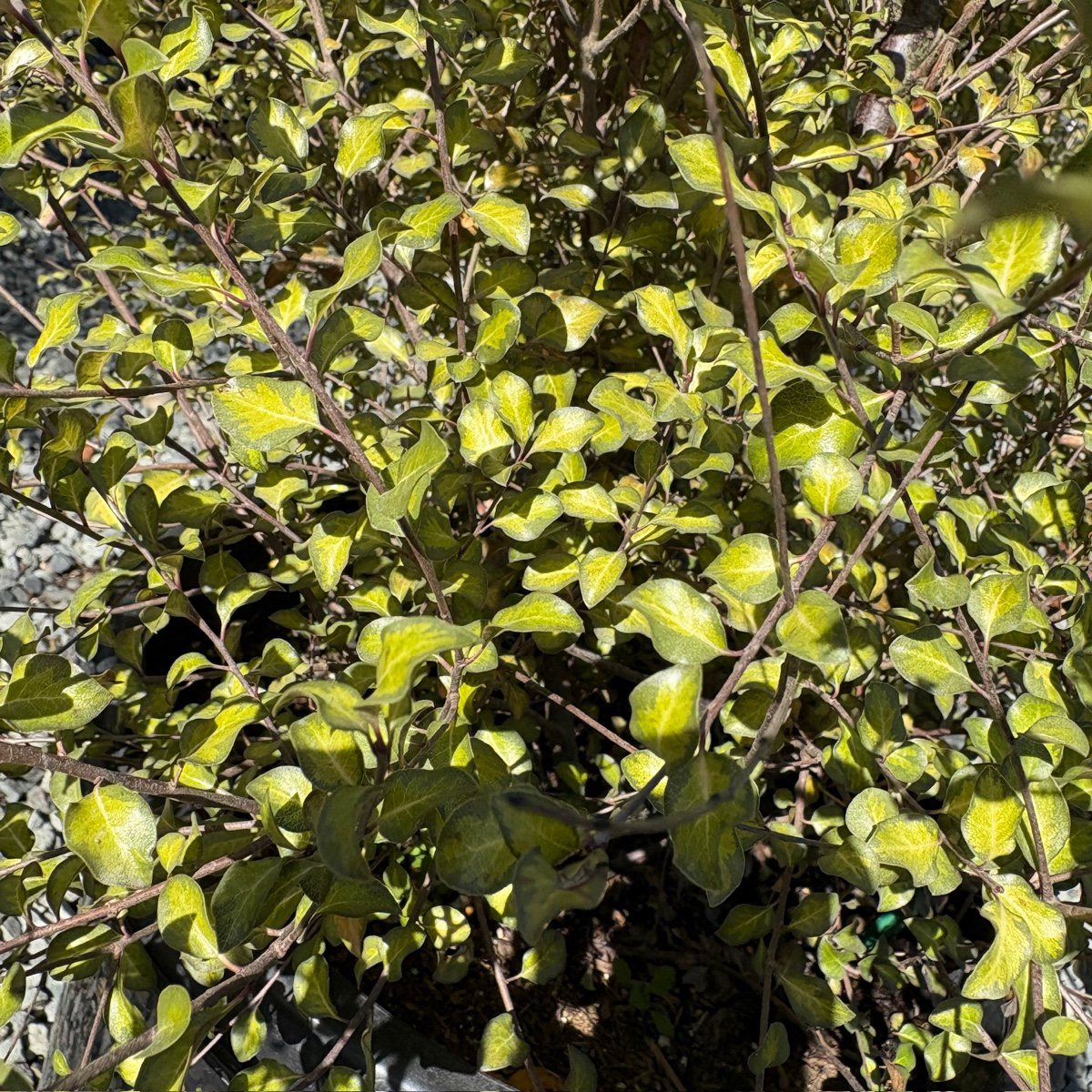 Harley Botanica Kohuhu