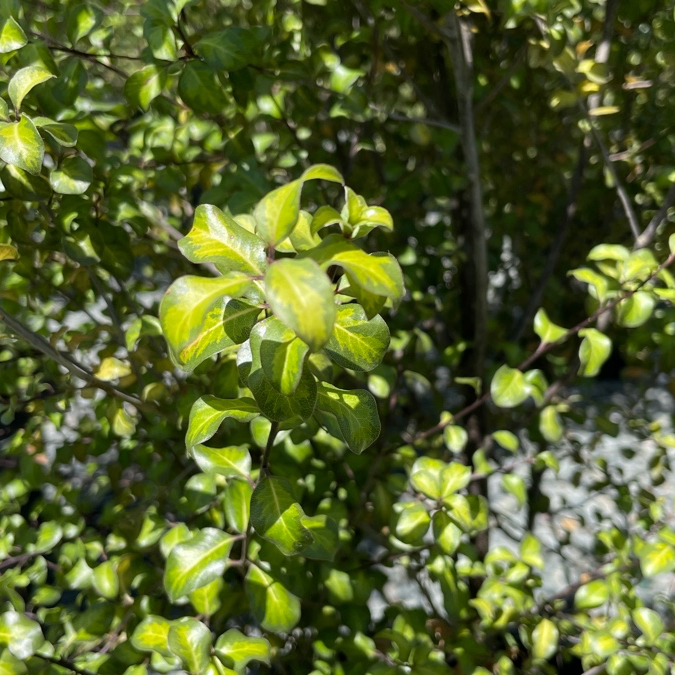 Harley Botanica Kohuhu