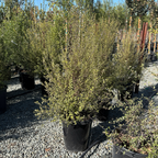 Harley Botanica Kohuhu