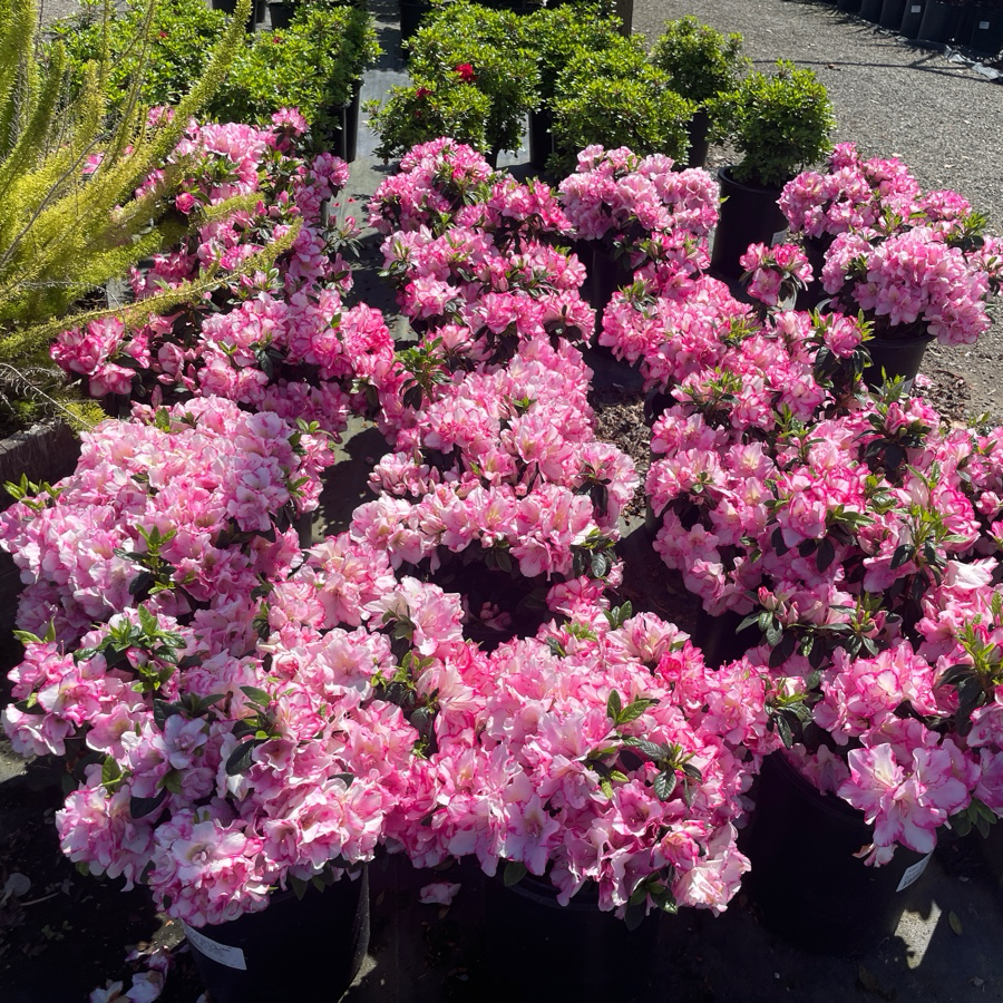 Haru No Hibikid Azalea