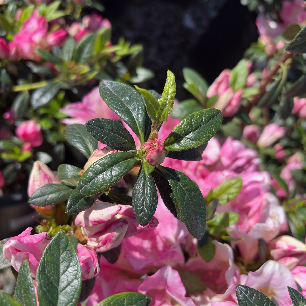 Haru No Hibikid Azalea