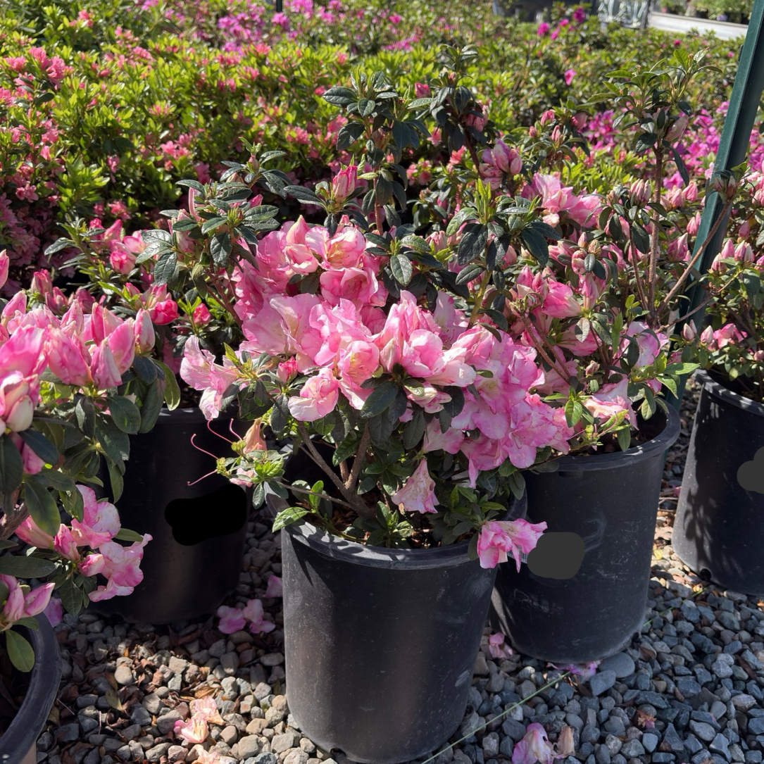 Haru No Hibikid Azalea