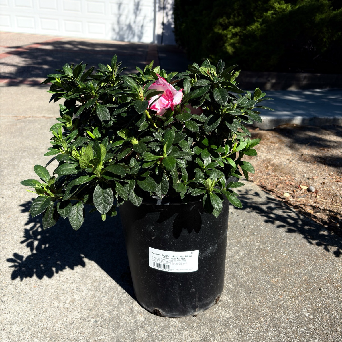 Haru No Hibikid Azalea