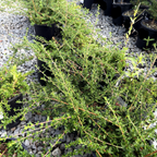 Green Hearst Ranch Buckbrush shrub in a pot with gravel on the ground
