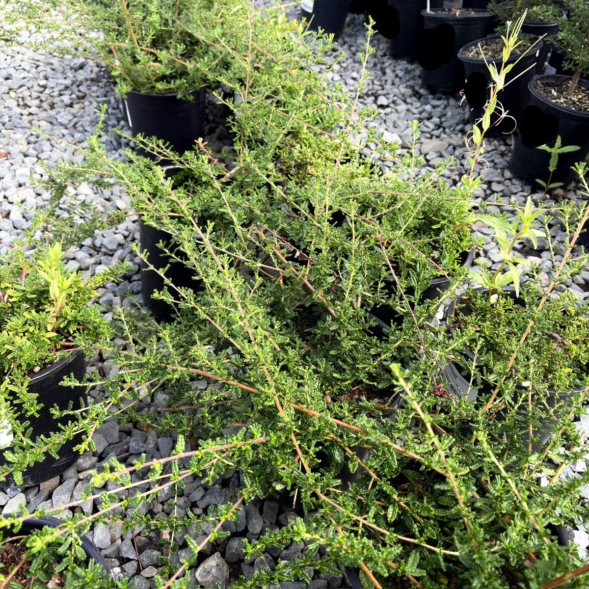 Green Hearst Ranch Buckbrush shrub in a pot with gravel on the ground