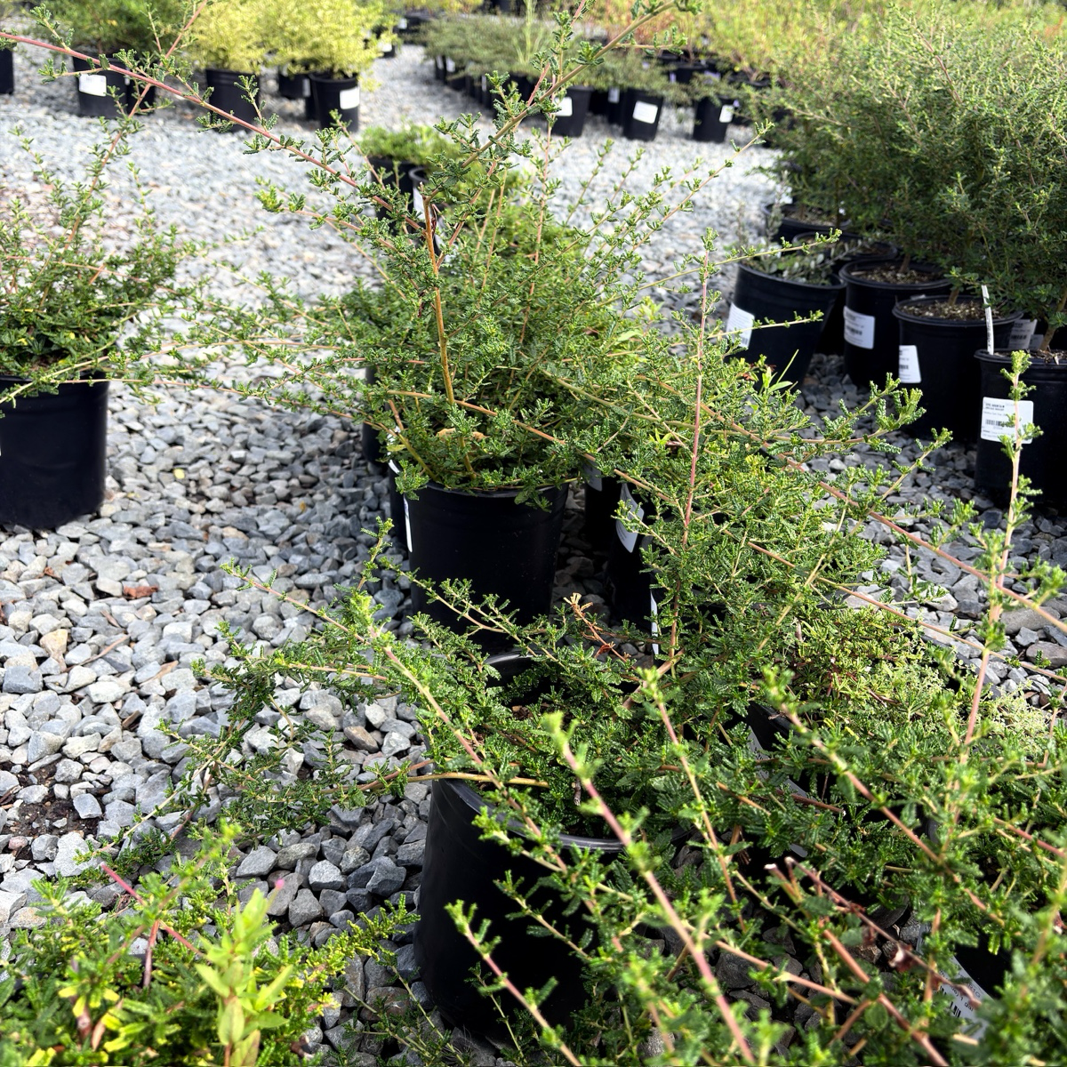 Potted Hearst Ranch Buckbrush in a nursery setting with gravel ground