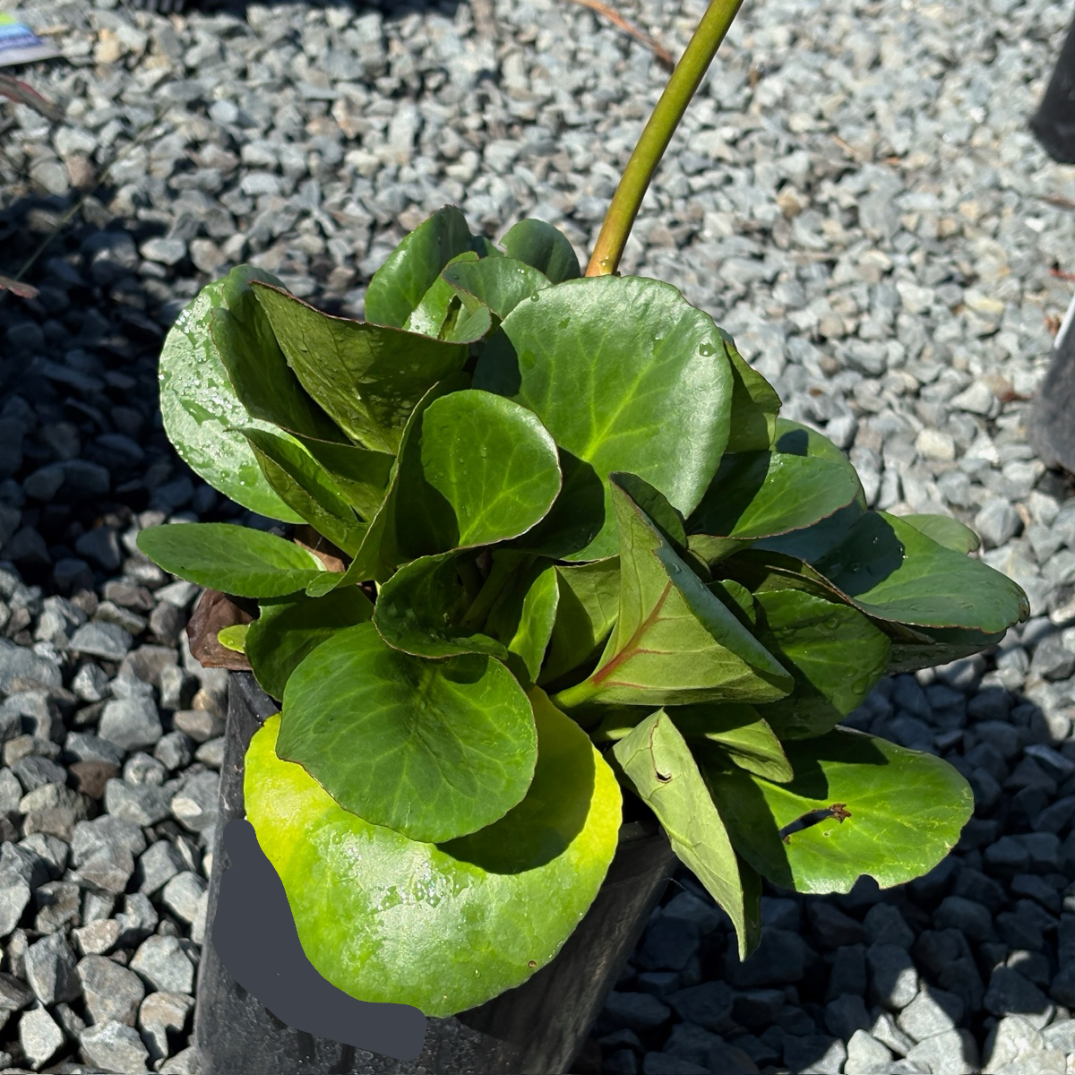Heartleaf Bergenia