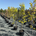 Hearts of Gold Eastern Redbud