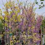 Hearts of Gold Eastern Redbud