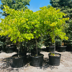 Hearts of Gold Eastern Redbud