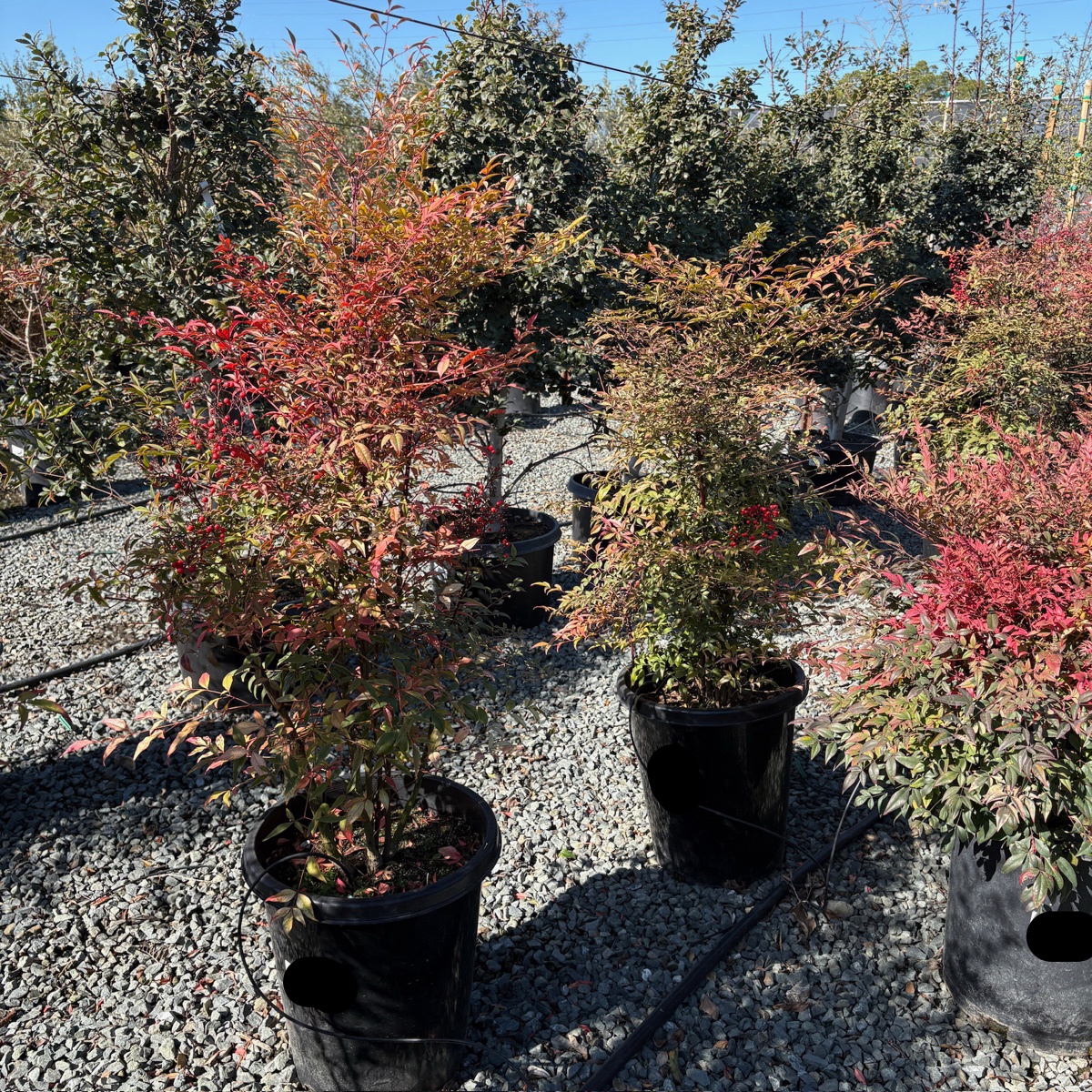 Potted Heavenly Bamboo plants with red and green foliage on a gravel surface