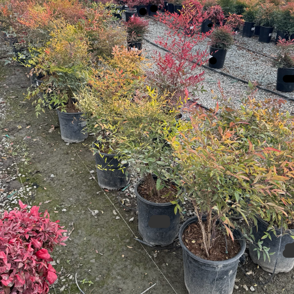 Row of potted Heavenly Bamboo plants with autumnal colors on a gravel path