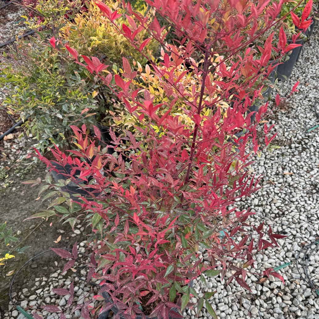 Red-leaved Heavenly Bamboo plant in a pot on a gravel surface