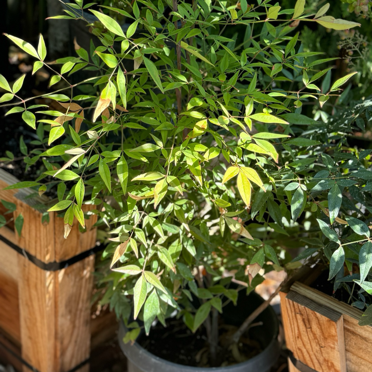 Potted Heavenly Bamboo plant with green leaves in a garden setting
