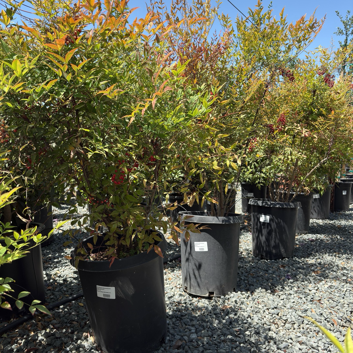 Potted Heavenly Bamboo plants in a nursery setting with gravel ground and trees in the background.