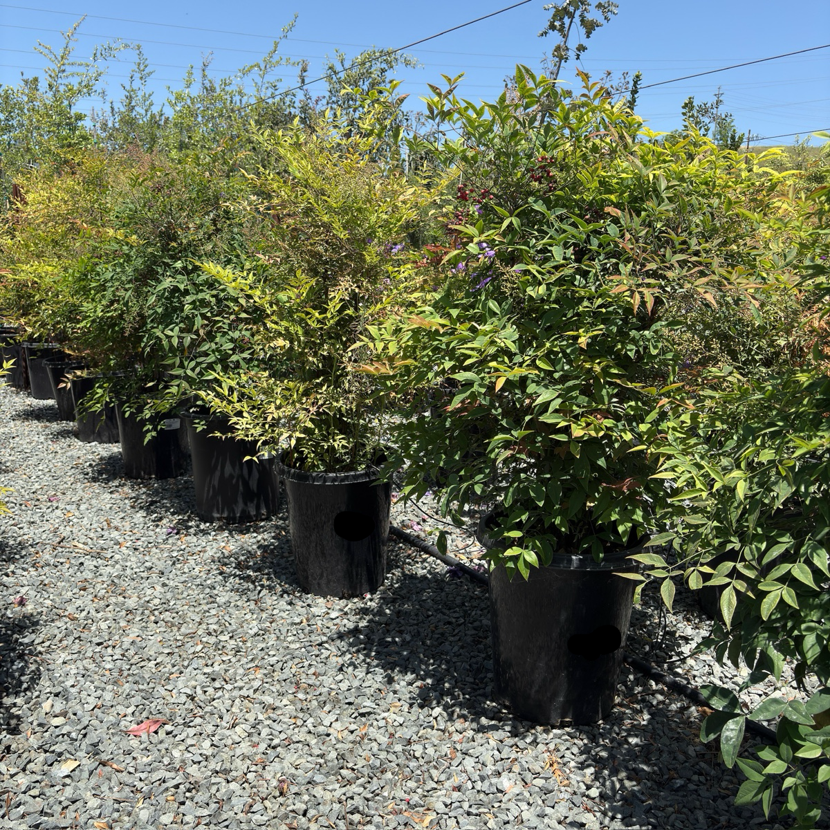 Heavenly Bamboo (Nandina domestica) | Evergreen Shrub with