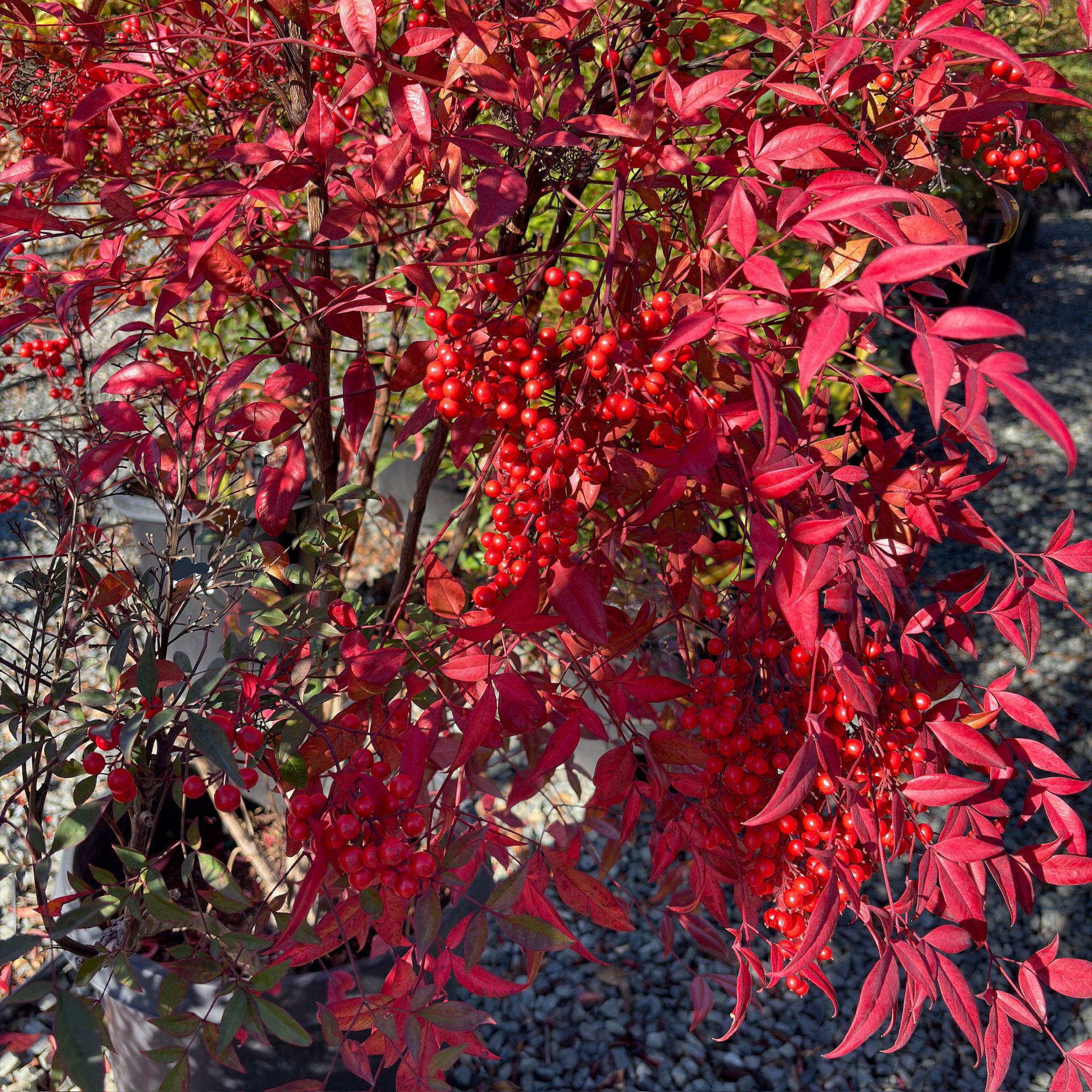 Heavenly Bamboo