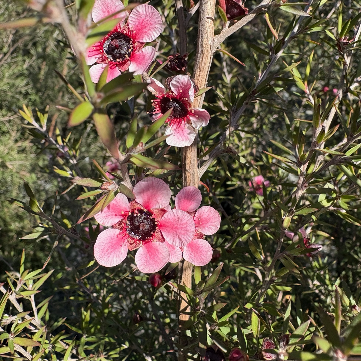 Hel Strybing New Zealand Tea Tree