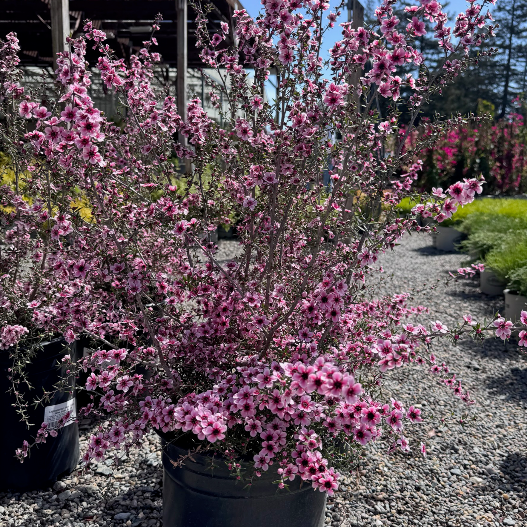 Hel Strybing New Zealand Tea Tree