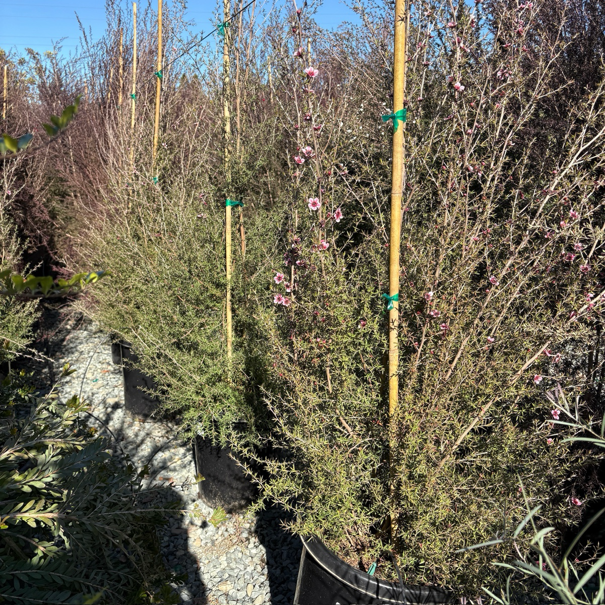 Hel Strybing New Zealand Tea Tree