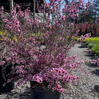 Hel Strybing New Zealand Tea Tree