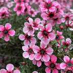 Hel Strybing New Zealand Tea Tree