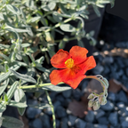 Helianthemum nummularium 'Henfield Brilliant' Single red flower with green leaves on a blurred background