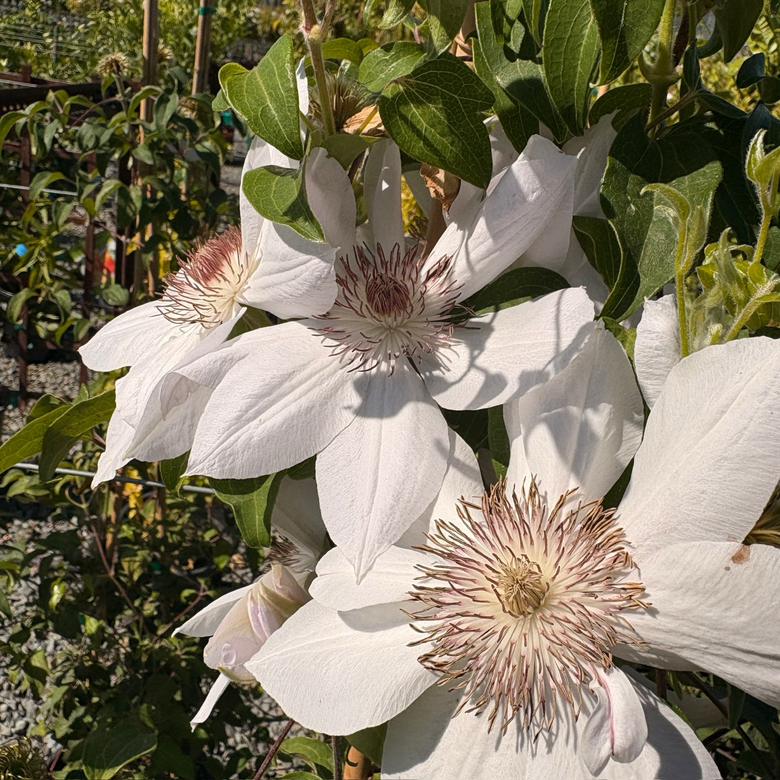 Close-up of Henryi Clematis white flower with green leaves in a garden setting