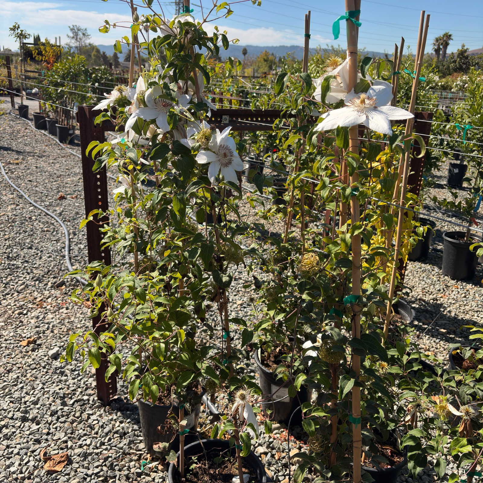 White flowering Henryi Clematis plants in a nursery setting with gravel ground and other plants in the background.