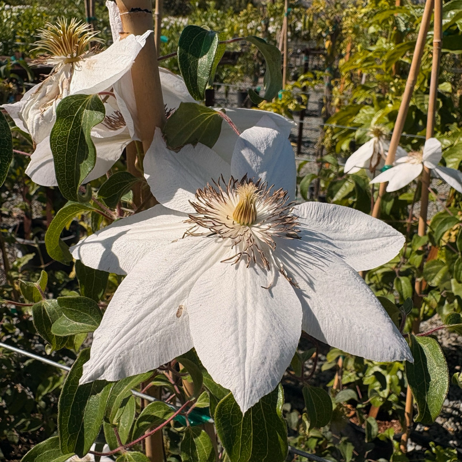 Close-up of Henryi Clematis white flower with green leaves in a garden setting