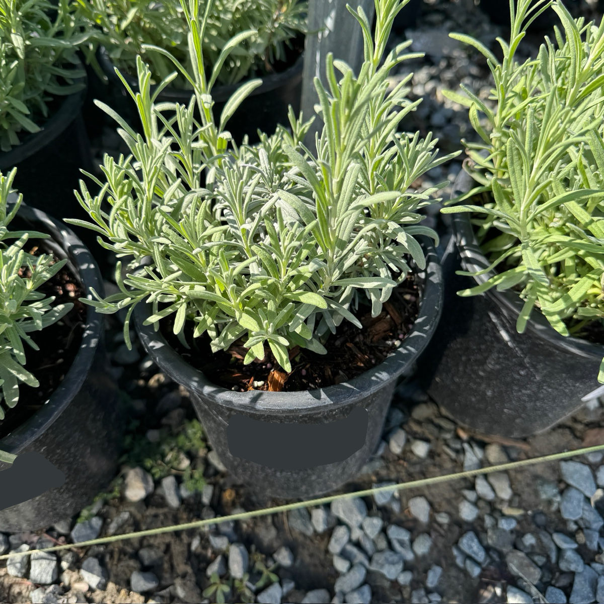 Hidcote Blue English Lavender