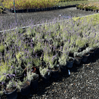 Hidcote Blue English Lavender