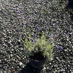 Hidcote Blue English Lavender