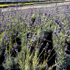 Hidcote Blue English Lavender